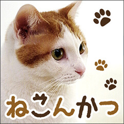 ねこんかつ