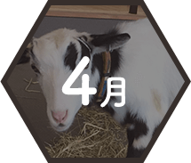 4月 都会の牧場でアイスクリーム作り