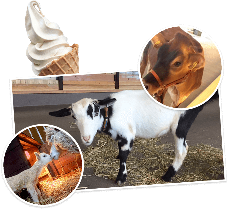 都会の牧場でアイスクリーム作り