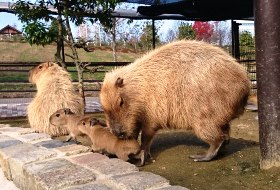 屋外クッキング合コン