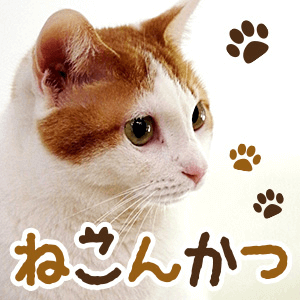 動物好きの優しい女性限定 恋する ねこんかつ 猫カフェコン 大阪 婚活パーティー情報